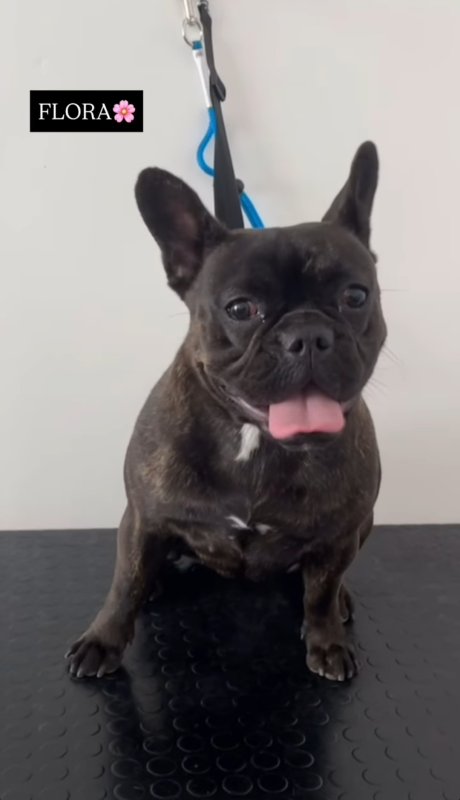 Images Luxury Dog Toelettatura