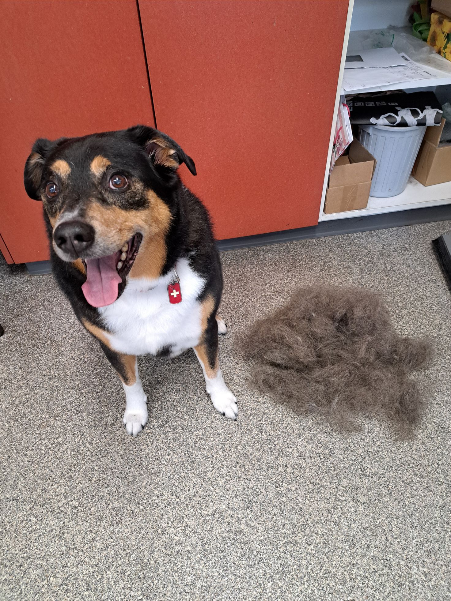 Bilder Hundesalon Dany