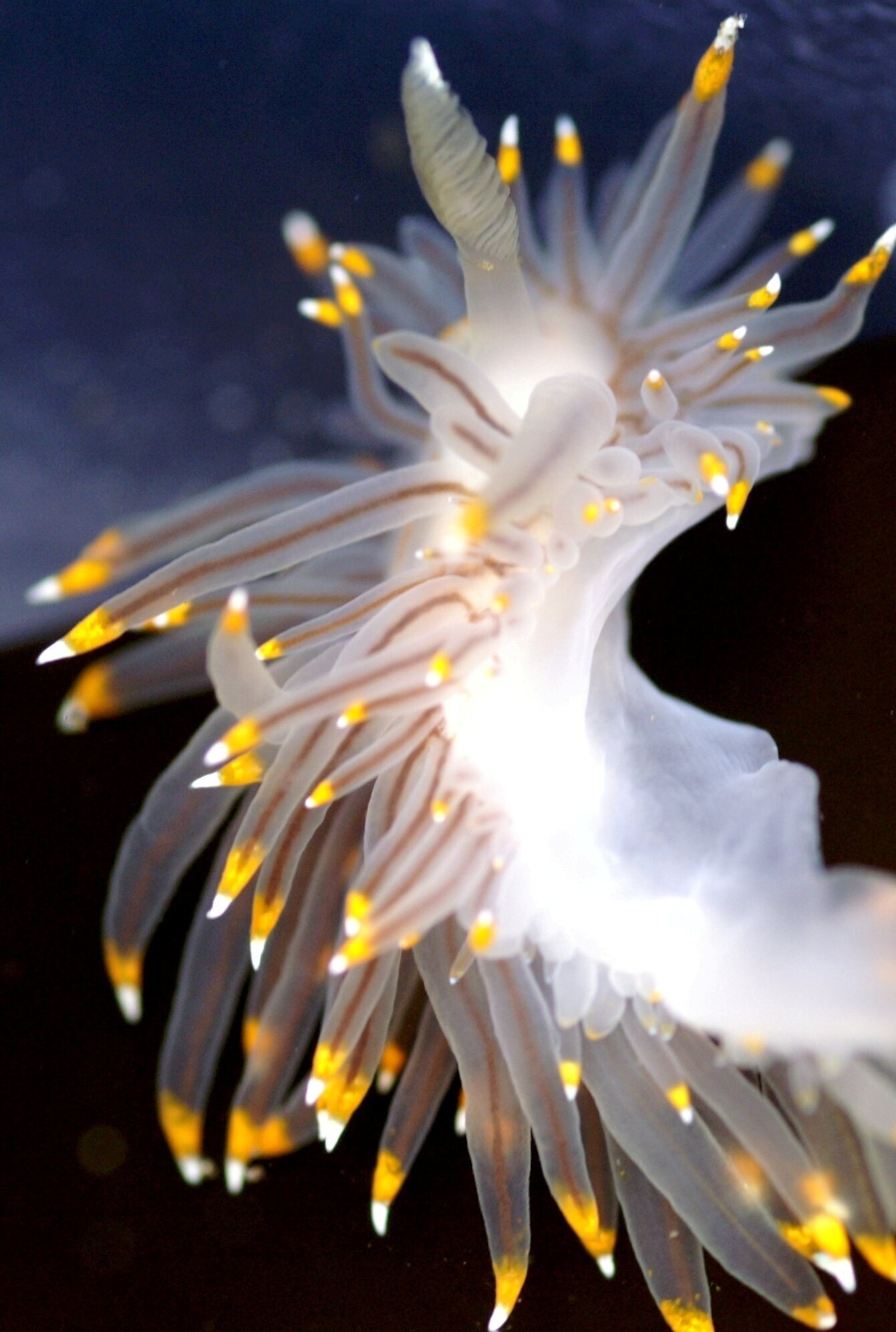 Images CENTRE D'IMMERSIÓ CAP DE CREUS