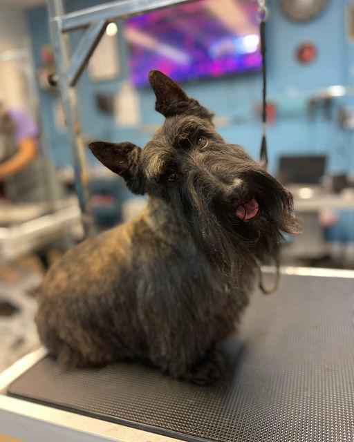 Images San Diego Grooming Academy