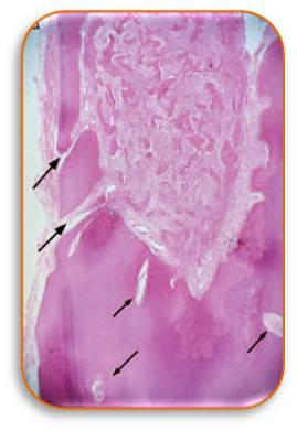 Images Tyler F Baker, DDS MS - Endodontic Specialists