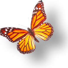 Aradise Web Design and Marketing