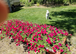 Mogote Meadow Cabins & RV Park Image