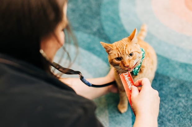 Images PetVet365 Pet Hospital Louisville / Jeffersontown