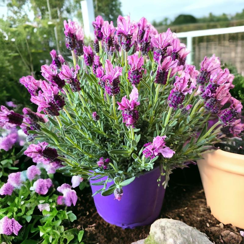 Images Barbagallo Plants