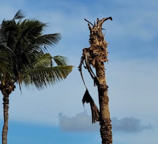 Images Aloha Tree Savers