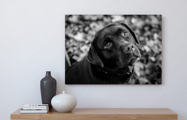 Images Canvas & Decor