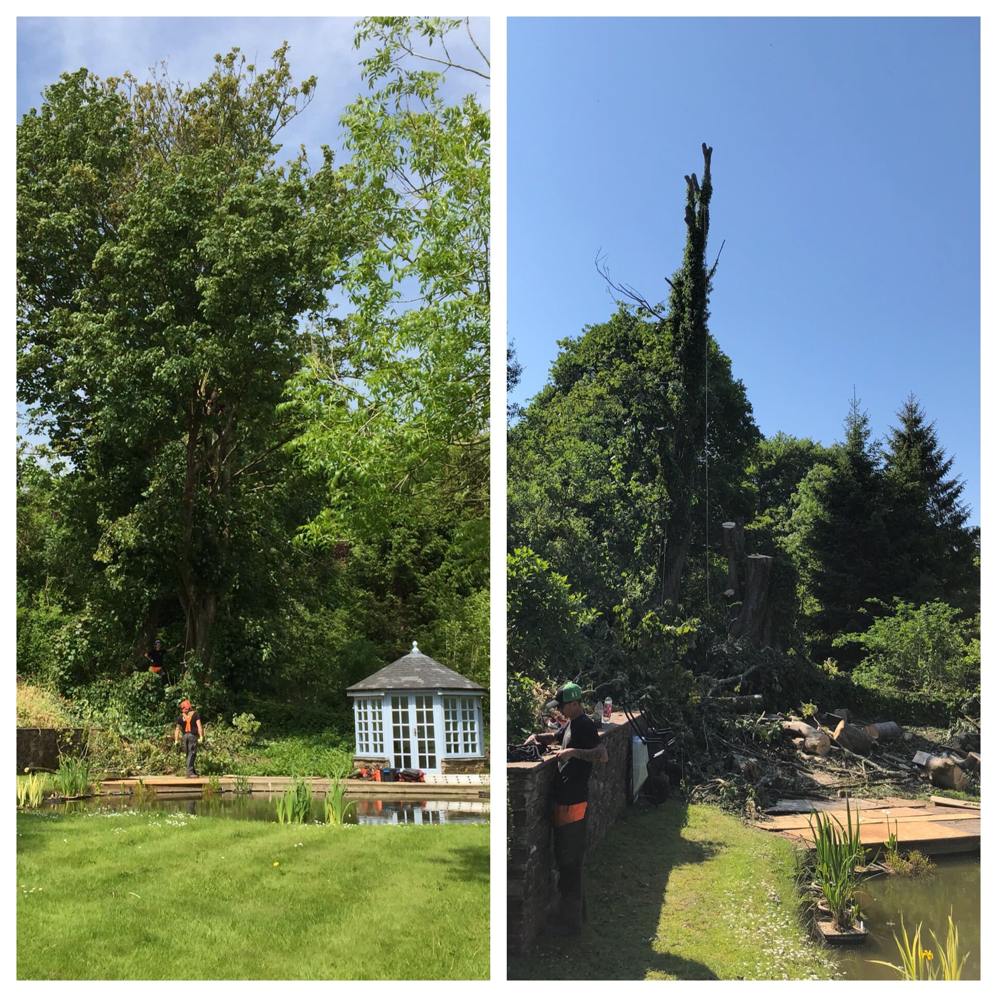 Images C & H Tree Surgery