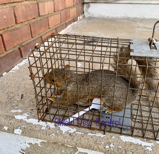 Images Shield Pest Control
