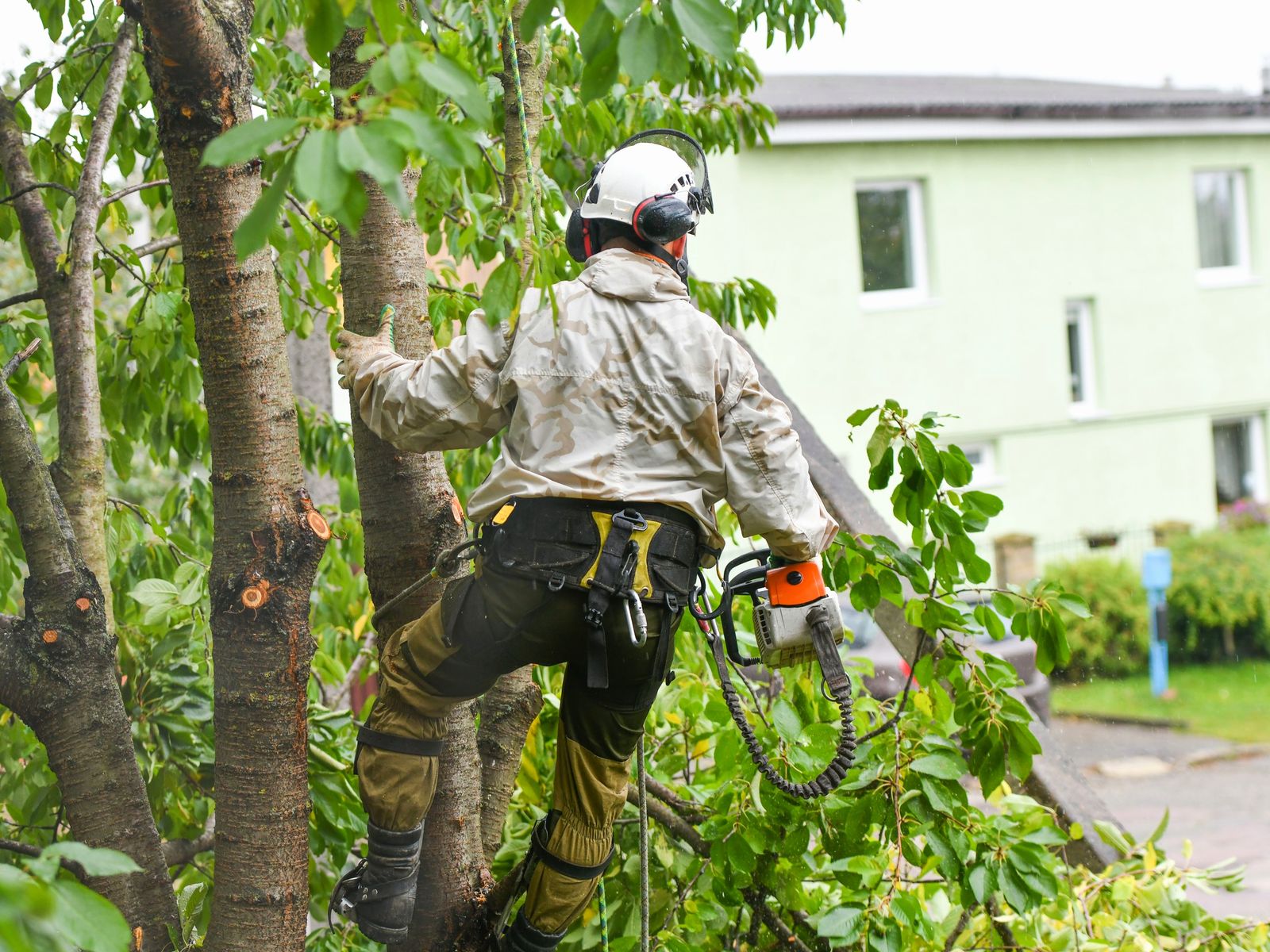 American Arbor Care