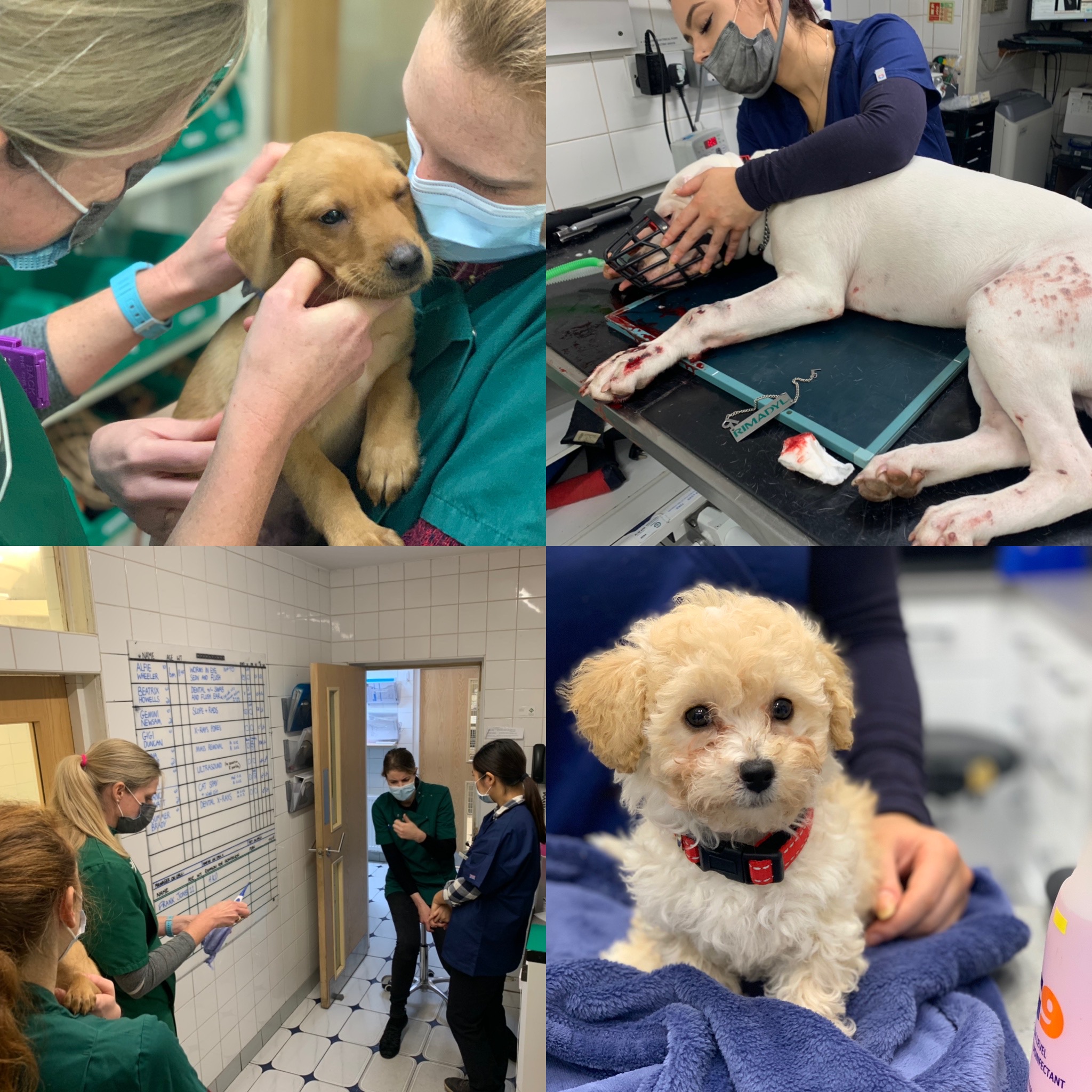 Images Streatham Hill Veterinary Surgery