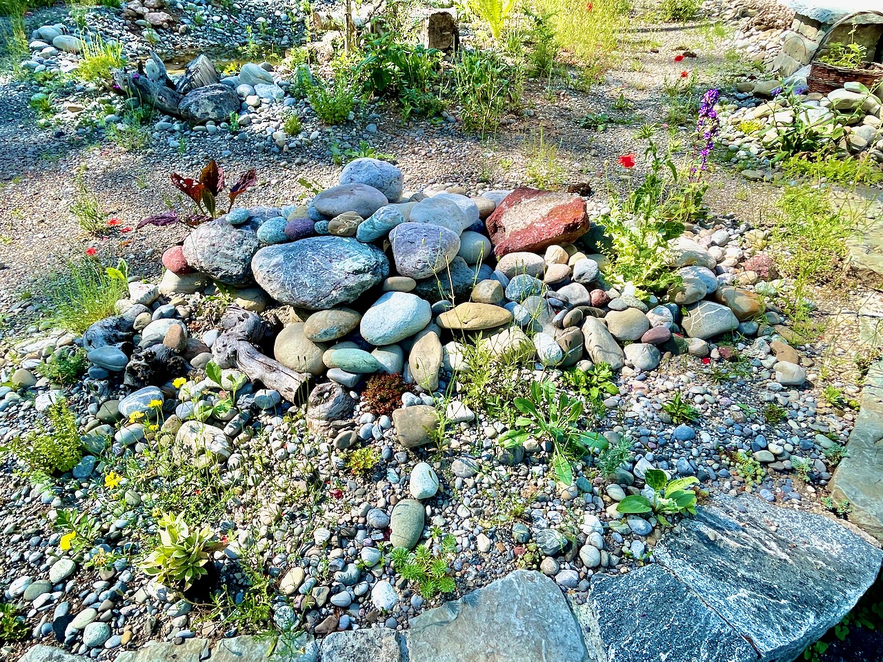 Bilder Wildblumendienst