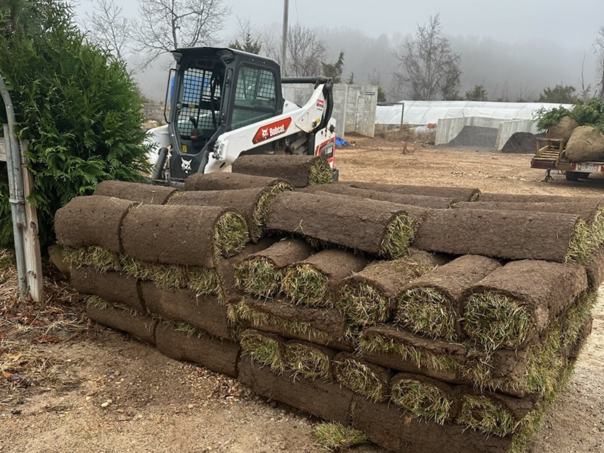 Zanescapes Tree & Yard Image