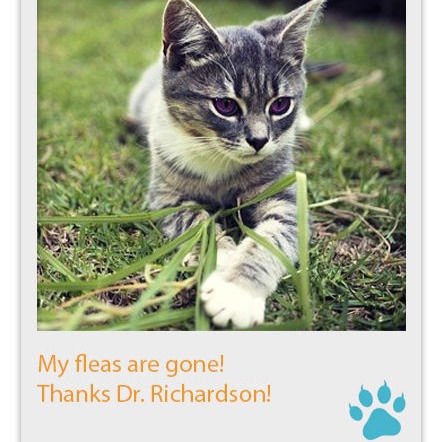 The Travelling Vet LLC can provide you with your flea prevention