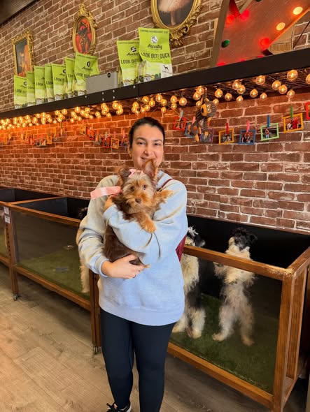 Puppies Direct Image