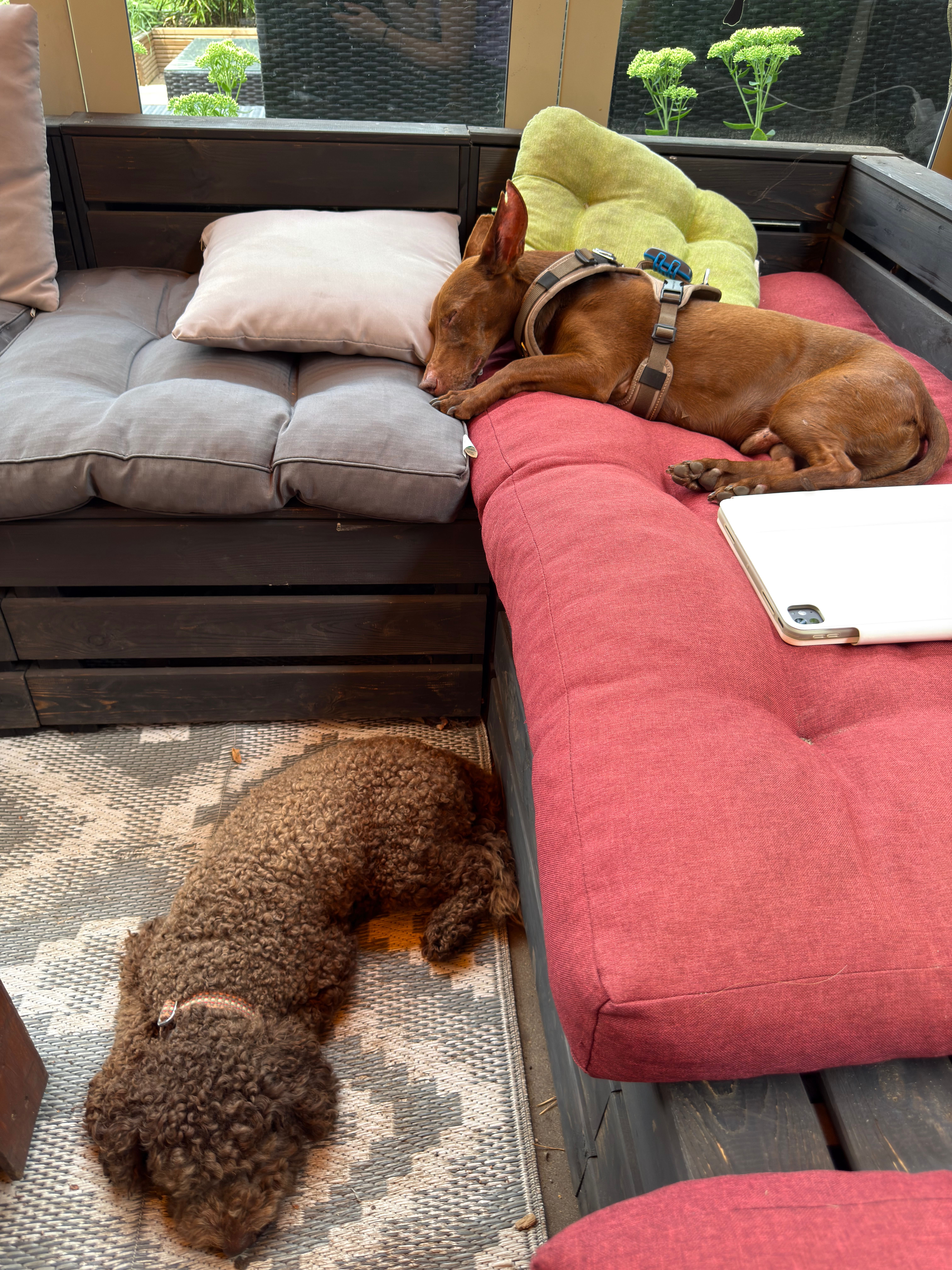 Bild 5 Dogcoach Hundezentrum in Berlin