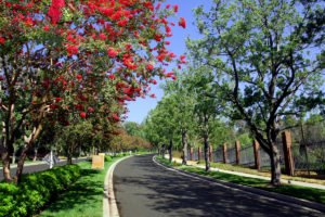 Tree-lined driveway at Pacific Palms Resort.