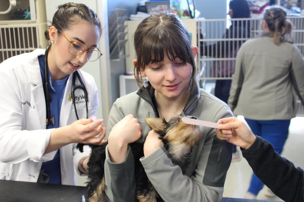 Images CityVet | Frisco