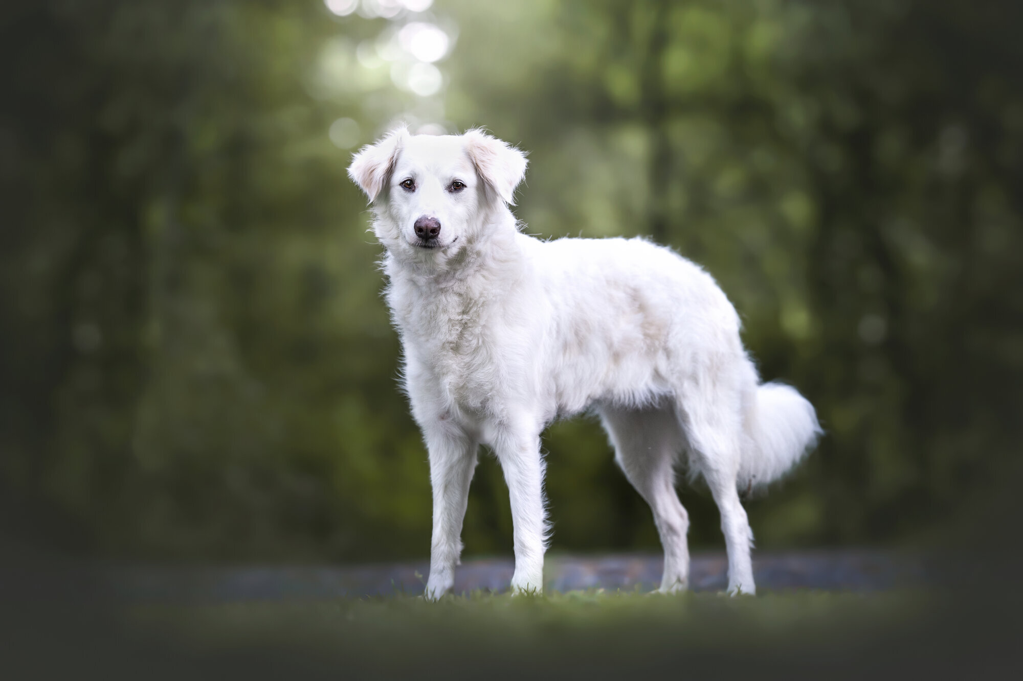 Bilder A-Z-Hundetraining