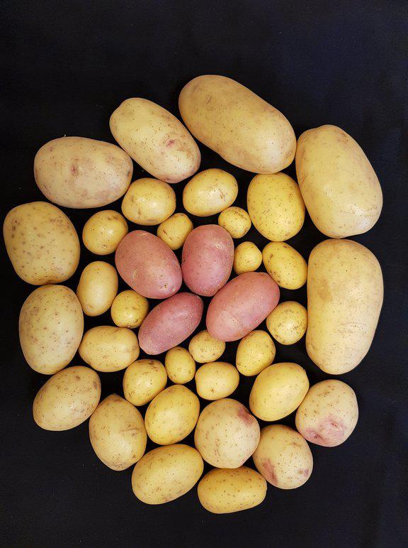 Images Gränsbo Potatis AB