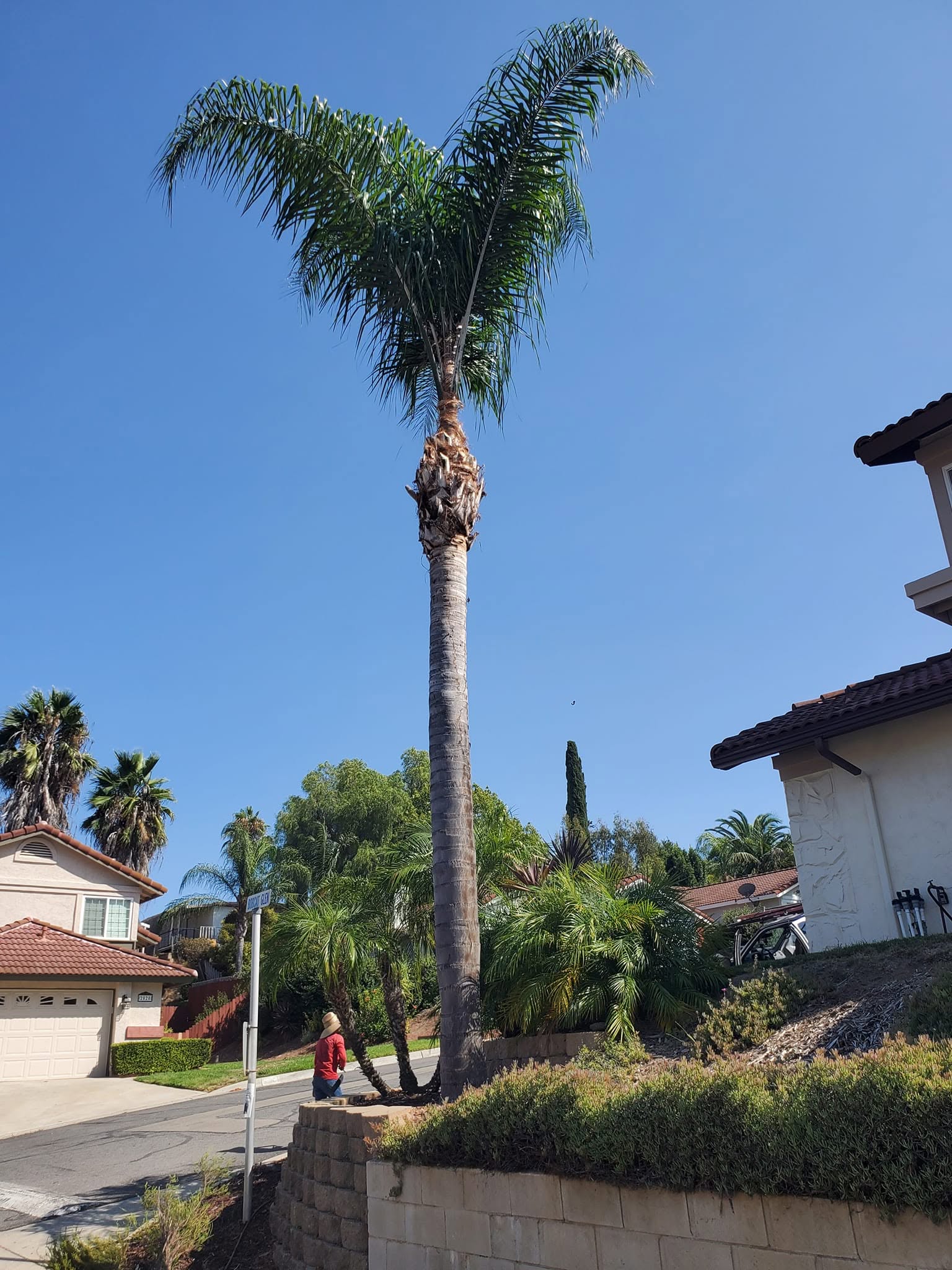 Francisco Landscaping & Construction - Palm Tree Trimming 