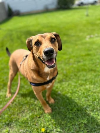 Images Leash and Love LLC