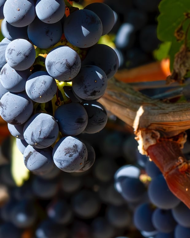 Images Amapola Creek Tasting Lounge