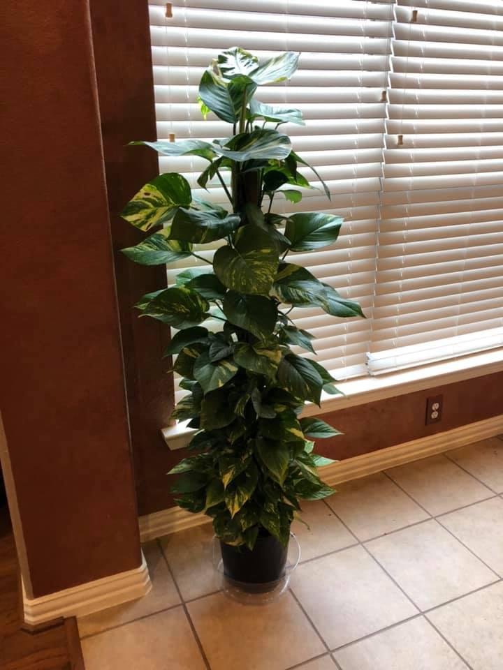 Tall Plants Houston (713)464-8671