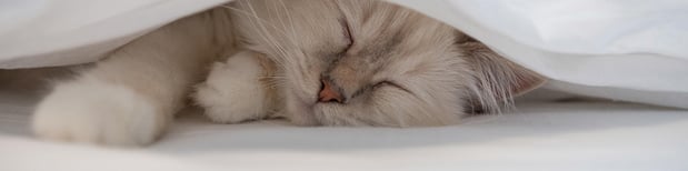 Images VP's Animal Clinic