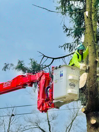 Images Snyder's Tree Service