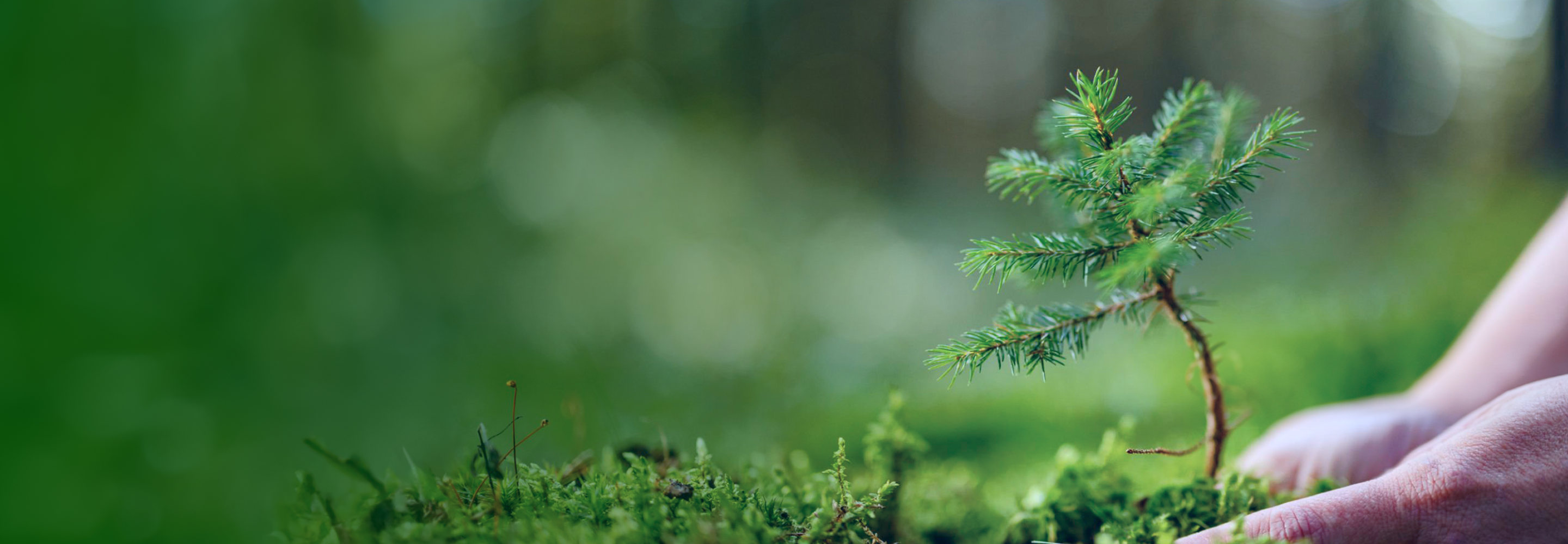 A sapling being planted in a forest.