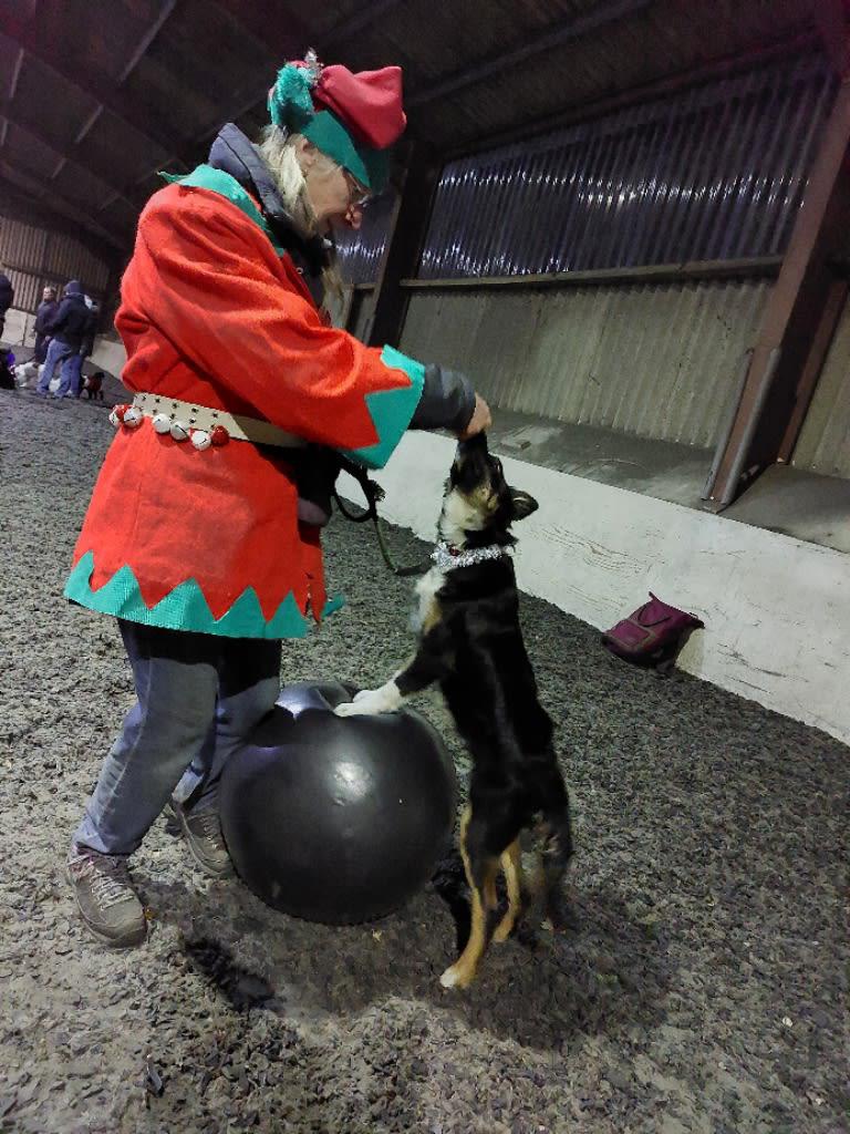 Images Frome Dog Training Club