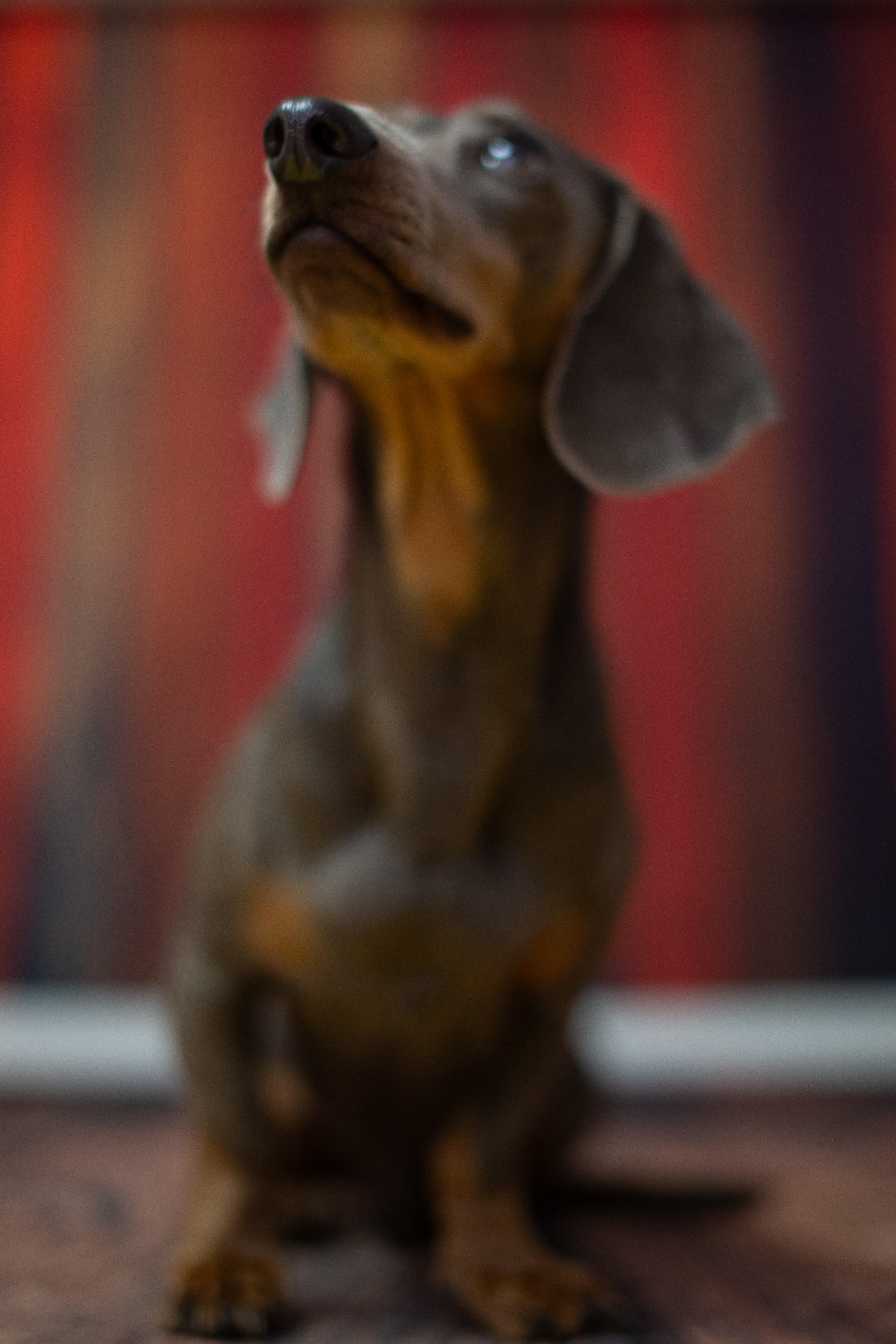 Bilder My Dog Pix - Hundefotograf - Tobias Eble
