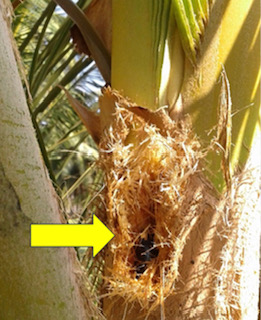 Images Aloha Tree Savers