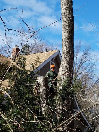 Images Keil Tree Experts Inc