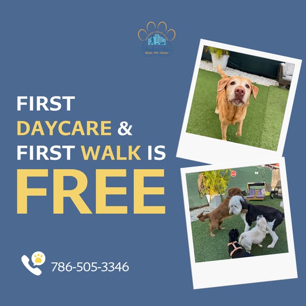 Images Pawfect Pals Miami