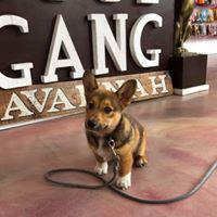 Woof Gang Bakery & Grooming Starland Photo