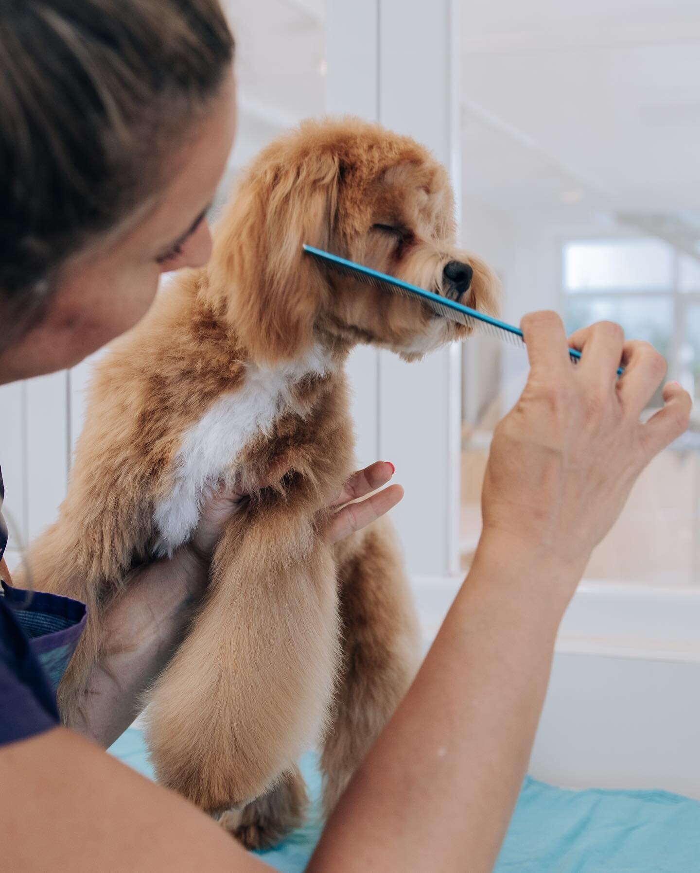 Images The Black Poodle Groom & Care S.L.