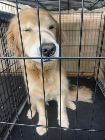 Images Pet Palace