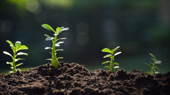 Images Rödingin Tarhat Oy