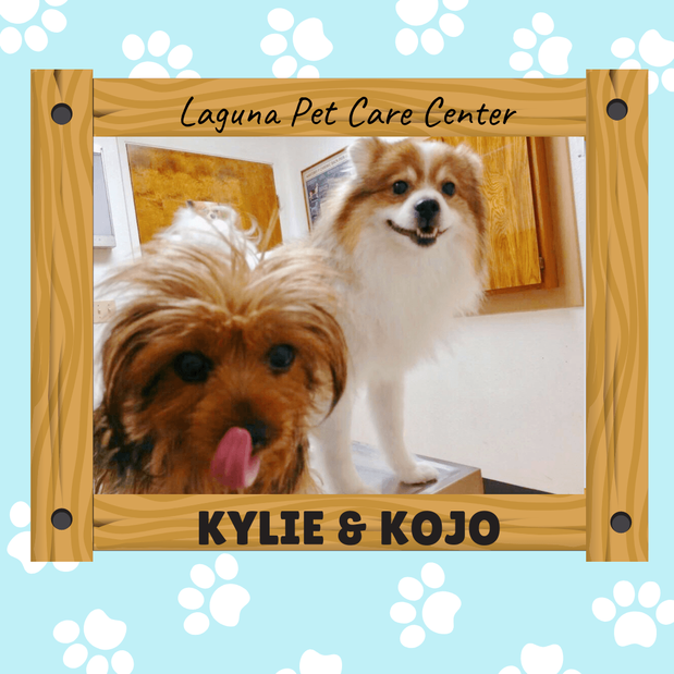 Images Laguna Pet Care Center