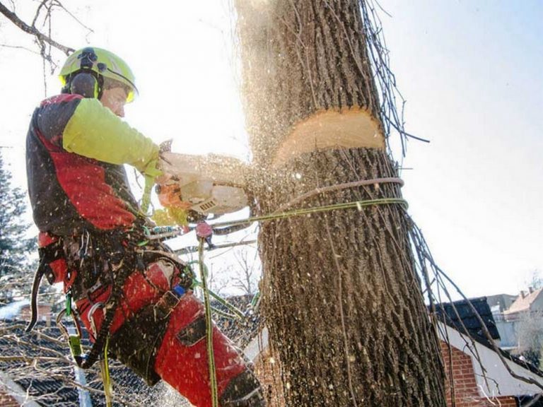 DMC Gardening and Tree Services 6