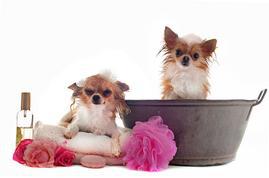 Barbara's Small Breed Pet Salon Photo