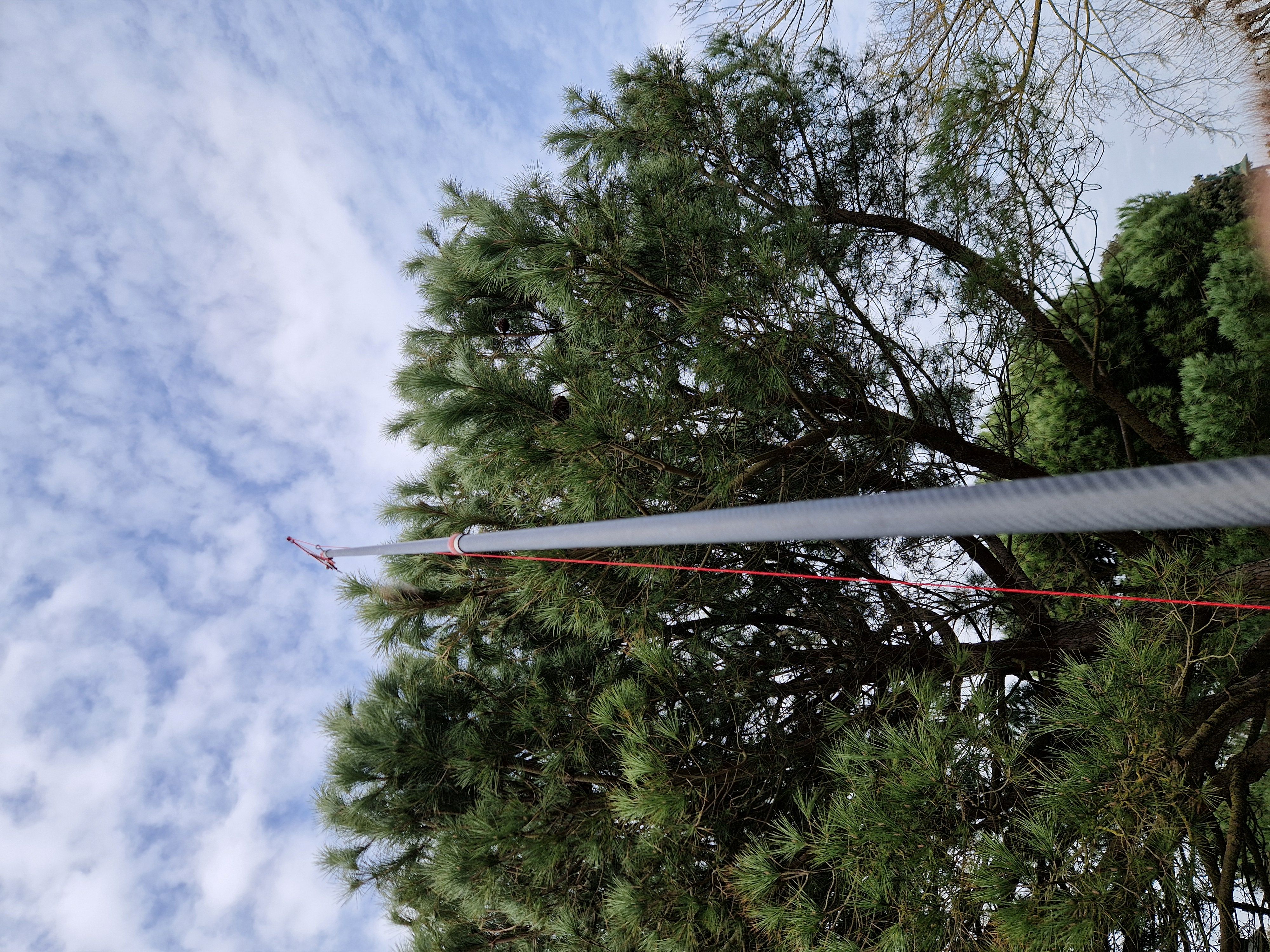 Echenillage cocons de chenilles processionnaires à Aytré Echenillage cocons de chenilles processionnaires à Aytré