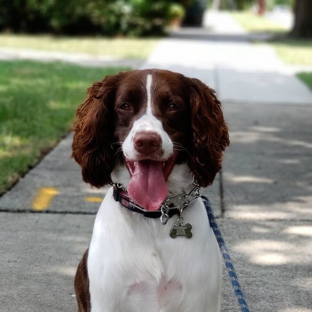 Images Danny's Pet Care LLC