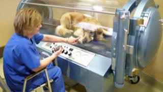 Image 15 | Veterinary Referral & Emergency Center of Westbury
