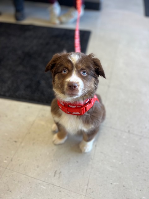 Images VCA Green Animal Hospital