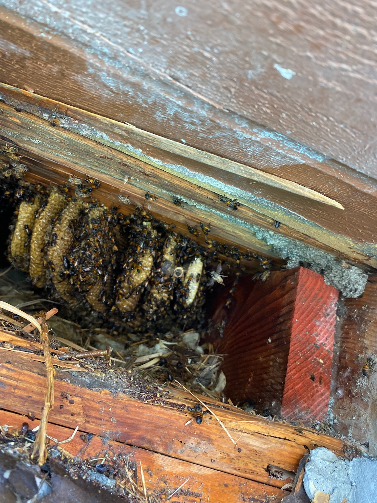 Superior Bee Control - Hornet removal 