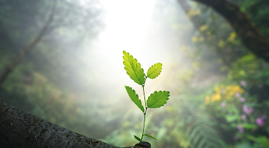 A leafy green plant growing.