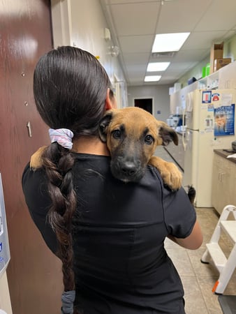 Images VCA All Pet Animal Hospital/Taylorsville